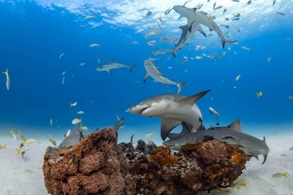 Los arrecifes de coral, en riesgo de perder sus tiburones y rayas