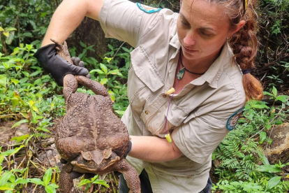 El animal pesaba 3 kilos. Los especialistas consideran que puede ser uno de los más grandes del mundo.