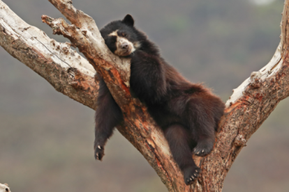 El animal fue separado de su madre por campesinos del sector.