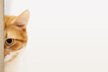 Los gatos suelen esconderse por varios motivos. De esa manera demuestran que algo les molesta.