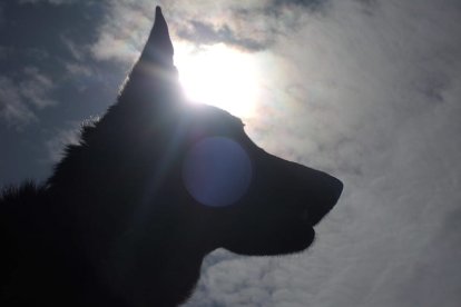 Travesura de un perro provocó que hombre asesinara a su hermana