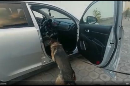 Agentes de la Dirección Antidrogas, con ayuda de un integrante de la Unidad Canina revisaron el carro.