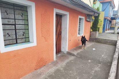 Condiciones en que Bienestar Animal encontró al perro.