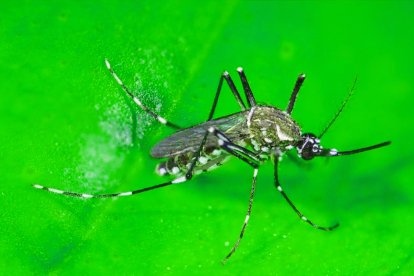 Los mosquitos machos que se liberarán son reproducidos en laboratorio y pasan por un proceso técnico de esterilización.