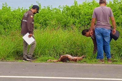 La víctima yacía con su cara ensangrentada entre los arbustos, a un costado del asfalto.