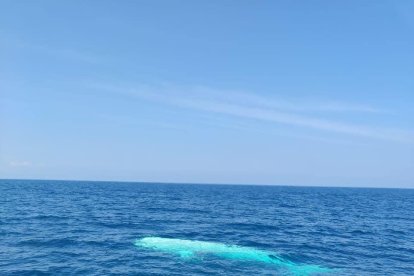 Fotos tomadas tomadas por la tripulación de la embarcación Vértigo II.