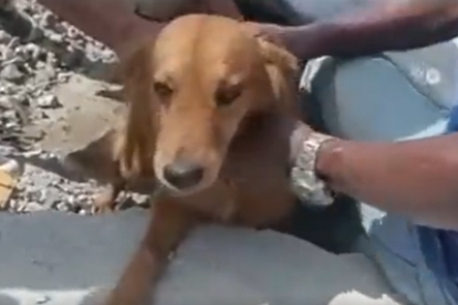 El perrito fue rescatado de entre los escombros.