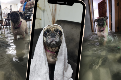 Zuka secándose luego de darse un baño en el agua filtrada dentro de su hogar.