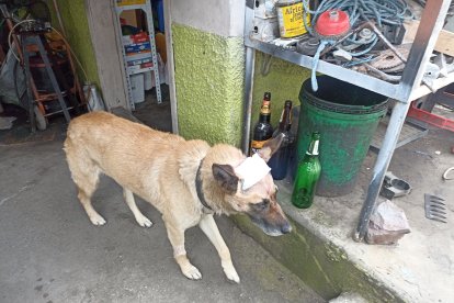 Cerca de cuatro horas tomó la operación del peludo, quien quedó nervioso y asustado.