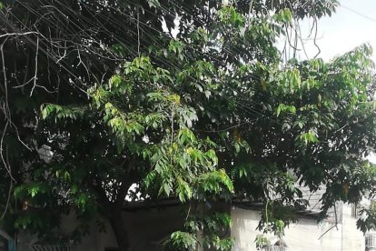 En este sector de Guayaquil se registró el hecho que acabó con la vida de la infante.