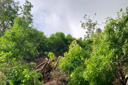 Situación. Las raíces de los árboles cuelgan donde antes era el sendero