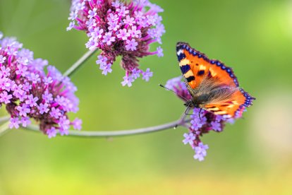 En algunas comunidades andinas con esta planta se preparan varios remedios y ungüentos para calmar los dolores. Se ha utilizado también en los rituales y en las ofrendas a las divinidades.