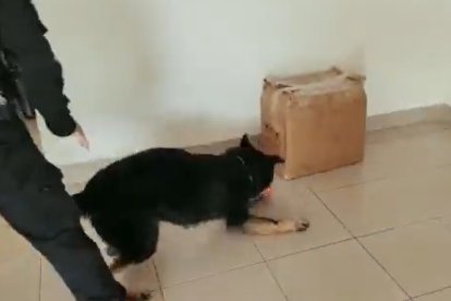 El perro alertó a sus compañeros de la Policía Antinarcóticos de su sospecha.