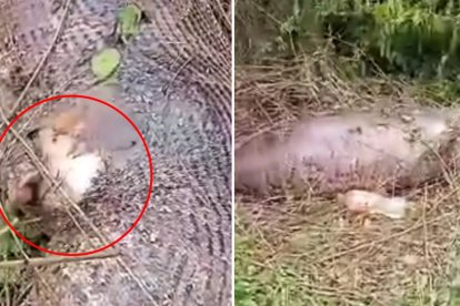 Un pitón decidió comerse una vaca, horas después el reptil no aguantó el tamaño del alimento y explotó.