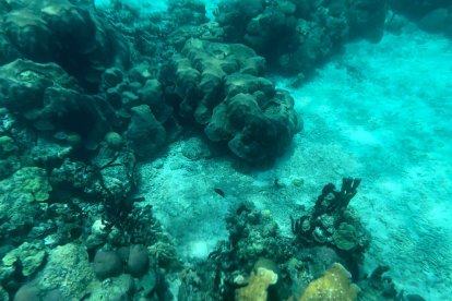 Colombia cuenta con 140.000 hectáreas de coral en el Caribe
