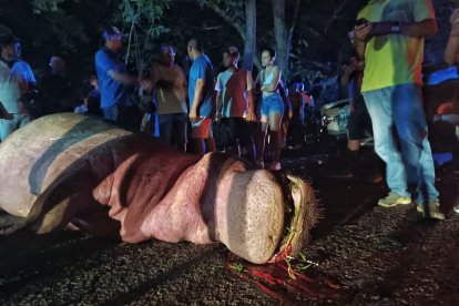 El animal murió luego del fuerte impacto que recibió de una camioneta.