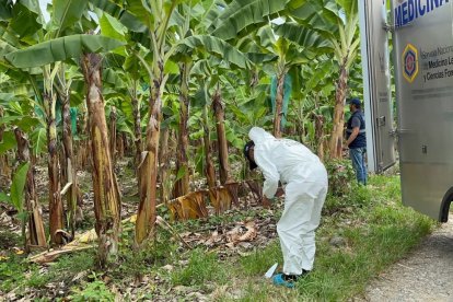 Trabajadores de una bananera hallaron el cadáver en estado de descomposición.