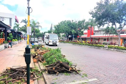 Árboles fueron retirados de la calle Víctor Emilio Estrada.