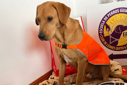 Muchos de estos perros son rescatados y luego entrenados para convertirse en lazarillos de personas invidentes.