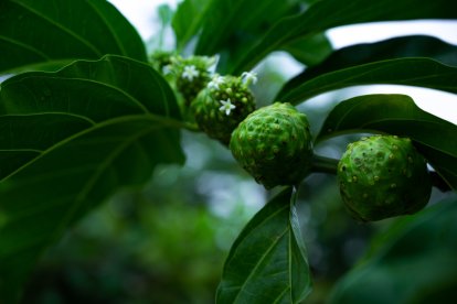 Aunque tiene muchos beneficios, es mejor consultar con un médico antes de su ingesta.