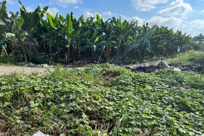 A un lado del camino, sobre la maleza encontraron a las víctimas.