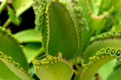 Esta planta ayuda a aliviar los dolores de cabeza