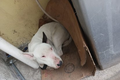 Martín era un bull terrier que, según la propietaria, no era agresivo. Él salió de la casa y mordió a un chancho.