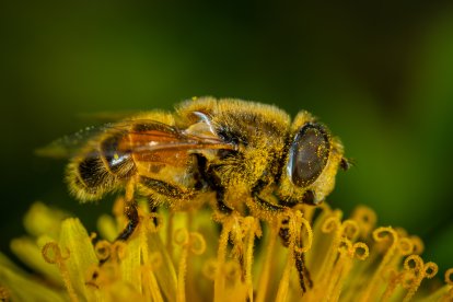 Este producto que sirve para alimentar a la colonia de abejas, es recogido por apicultores y luego comercializado.