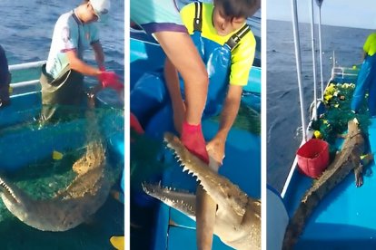 El cocodrilo cayó en las redes de pesca que se habían lanzado con el fin de capturar albacora.