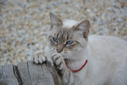 Cómprale rascadores u otro tipo de juguetes donde afilarse las uñas, así evitas que dañe tus muebles.