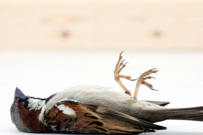 La muerte del ‘canario’ es inevitable.