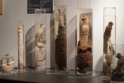La Faloteca Nacional de Islandia: la única pinacoteca en el mundo dedicada a coleccionar, estudiar y presentar el pene humano y animal está en Reikiavik.