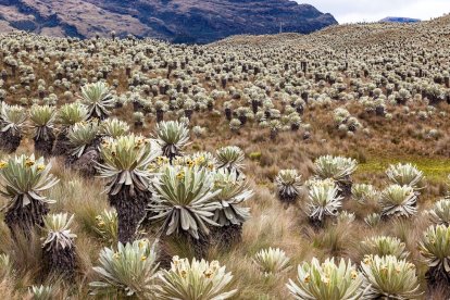 El Páramo ejecuta una de las funciones más importantes para la lucha contra el calentamiento global.