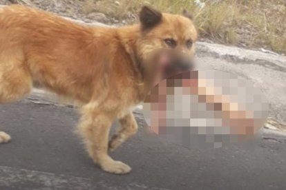 La imagen fue captada por moradores que descubrieron al perro con la extremidad