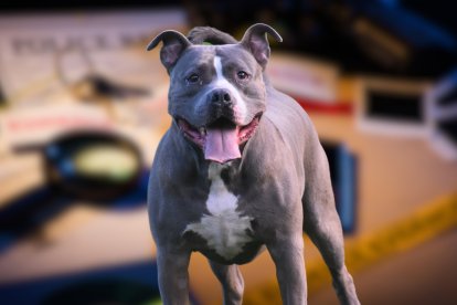 El ataque de un perro a un niño de 2 años ocurrió en San Juan de Calderón, norte de Quito, el sábado 24 de junio de 2023.