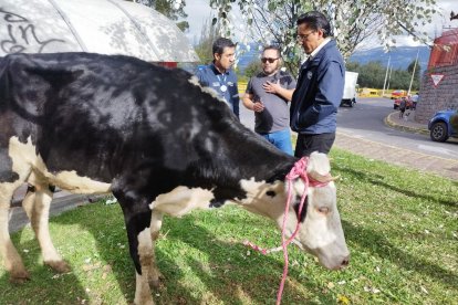 La vaca fue encontrada en una autopista, en Quito.