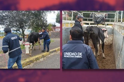 La joven vaca fue atendida por especialistas y luego pasó a manos de un nuevo cuidador.