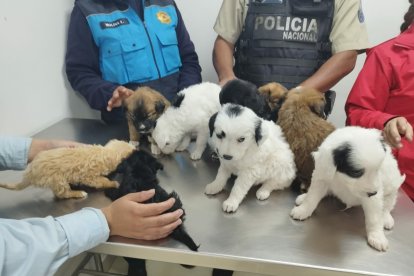 Estos perros fueron rescatados  cuando estaban a punto de ser comercializados como mascotas en el sur de Quito.