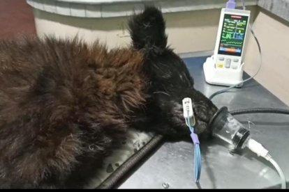 El perrito tiene aproximadamente ocho años y se encuentra recuperándose.