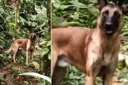 Este es el perro que apareció deambulando por las selvas de Caquetá