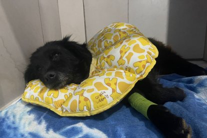 El perrito tiene miedo y no quiere comer. Tuvieron que extirparle el bazo.