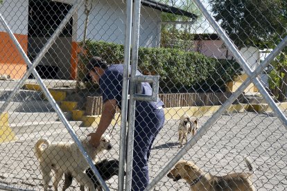 Zeus está en un centro de acogida en Calderón, pero por ser parte de un proceso judicial no se lo puede ver.