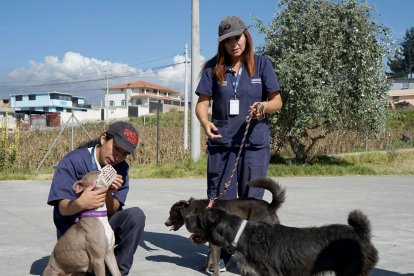 Cuando los perritos tienen problemas de socialización son llevados con bozal y se los acerca poco a poco con otros ejemplares.