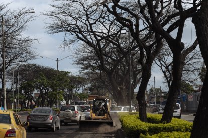 Sitio. Algunos árboles lucen sin hojas y otros han sido podados.
