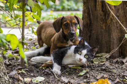 Los perros y los gatos son las mascotas favoritas de los hogares.