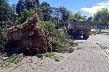 Árbol caído en el sector redondel del Mercado Mayorista.