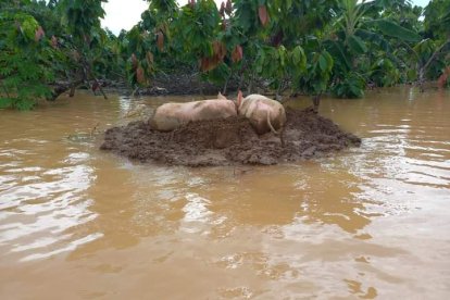 Con las lluvias e inundaciones, en en lugares con poco saneamiento ambiental, se pude transmitir las bacterias.