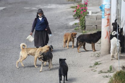 Los canes de María Quiligana la acompañan a donde camina. No sabe de l registro de mascotas.