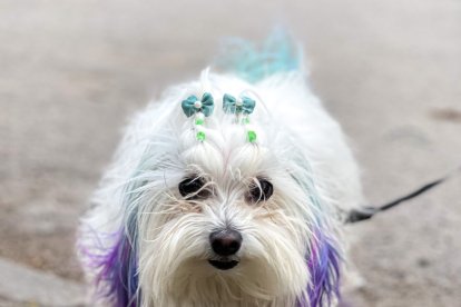 Aunque hay quienes defienden la práctica, hay otros que piden respeto para las mascotas al advertir que no son juguetes.