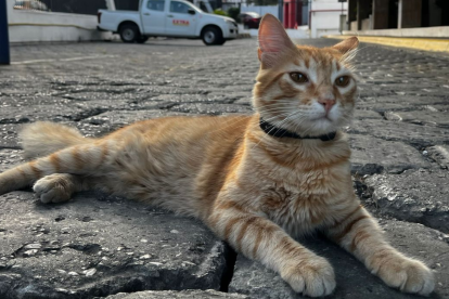 El Colorado es el gato de las redacciones de EXTRA y EXPRESO.